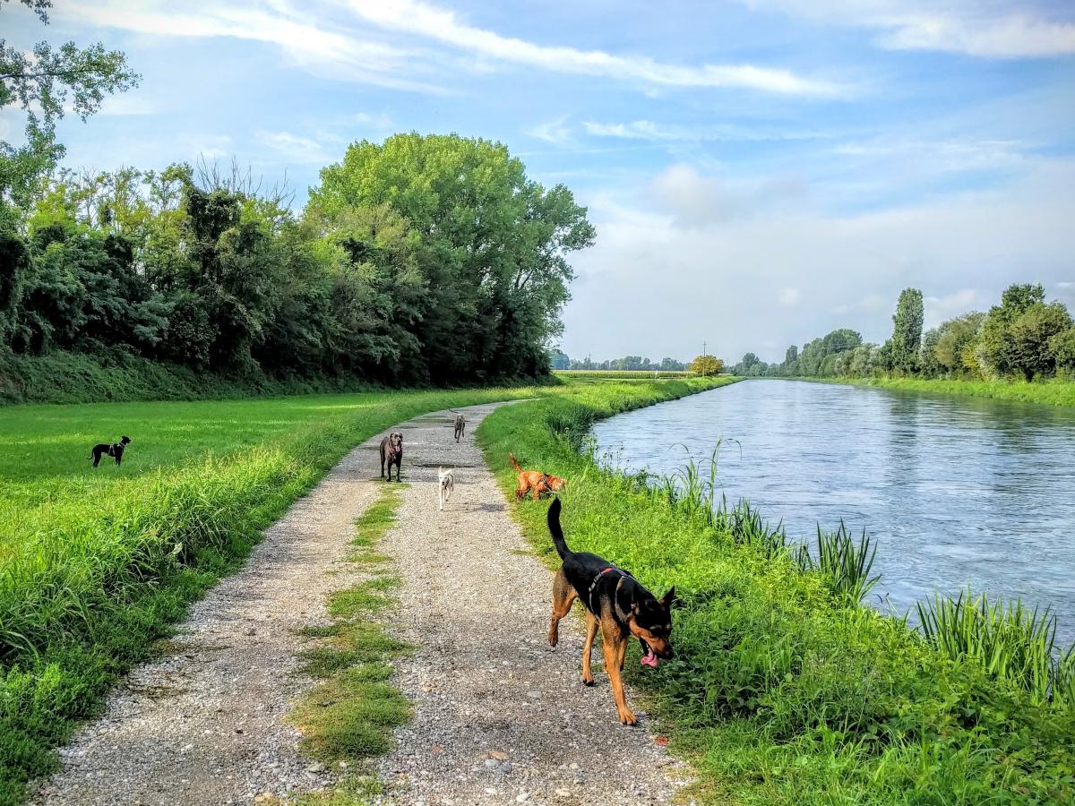 pet, pet&#039;s amore, educazione, educatore, cz, cognitivo, zooantropologico, problemi comportamentali, metodo gentile, pettorina, cinofilo, cinofili, cinofila, cane, cani, pensione, socializzazione, mobility, ricerca, olfattiva, nosework, addestramento, addestratore, medicina, comportamentale, veterinario, comportamentalista, comportamentista, esperto in comportamento, provincia, milano, peschiera, borromeo, segrate, melegnano, pioltello,pantigliate, rodano, mediglia, pensione, san donato milanese, san giuliano milanese, campo, centro cinofilo,istruttore